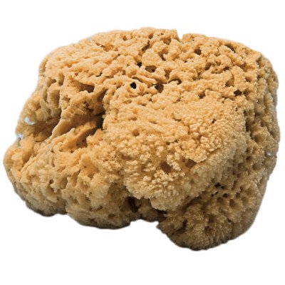 EPONGE - NATURAL SPONGE