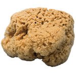 EPONGE - NATURAL SPONGE